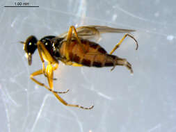 Image of Tachydromia maculipennis Walker 1849