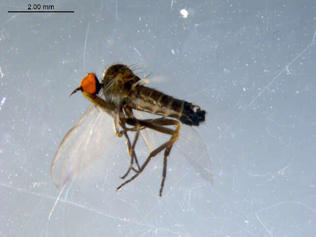 Image of Rhamphomyia