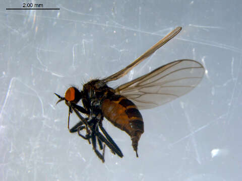 Image of Rhamphomyia setosa Coquillett 1895