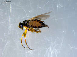 Image of Tachydromia maculipennis Walker 1849