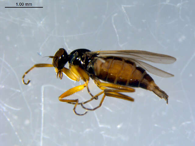 Image of Tachydromia maculipennis Walker 1849