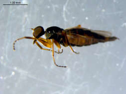 Image of Tachydromia maculipennis Walker 1849