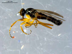 Image of Tachydromia maculipennis Walker 1849