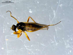 Image of Tachydromia maculipennis Walker 1849