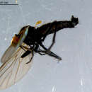 Image of Rhamphomyia diversipennis Becker 1900
