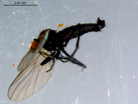 Image of Rhamphomyia diversipennis Becker 1900