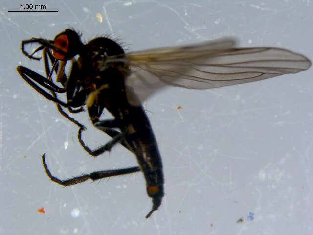 Image of Rhamphomyia diversipennis Becker 1900