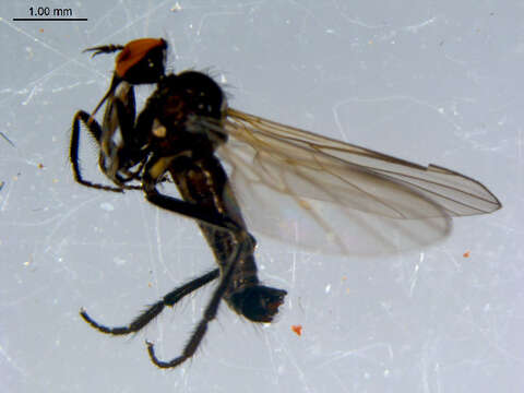 Image of Rhamphomyia diversipennis Becker 1900