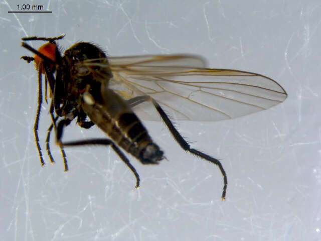 Image of Rhamphomyia phemius Walker 1849