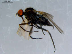 Image of Rhamphomyia phemius Walker 1849