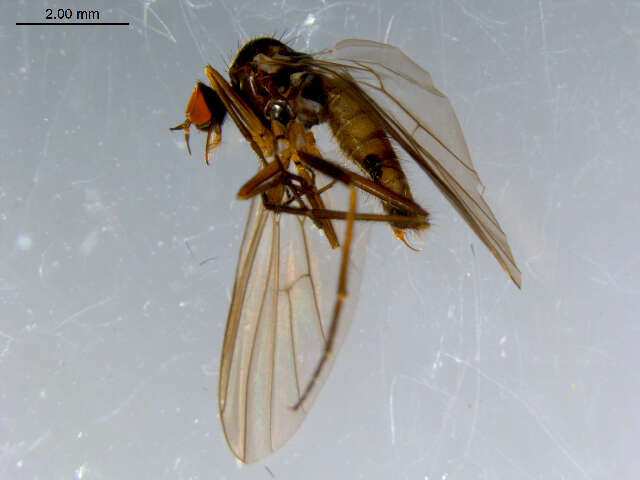 Image of Rhamphomyia tipularia Fallen 1816