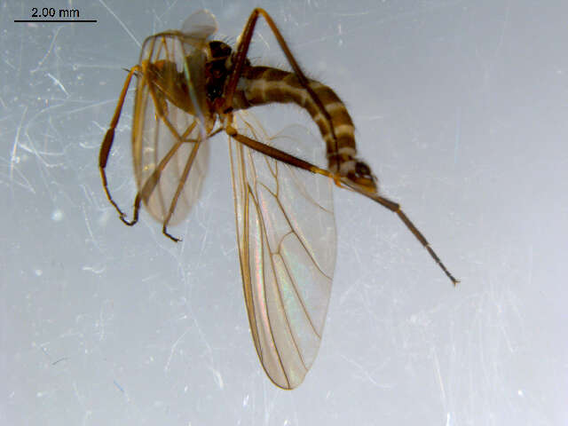 Image of Rhamphomyia tipularia Fallen 1816