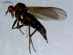 Image of Rhamphomyia fuscula Zetterstedt 1838