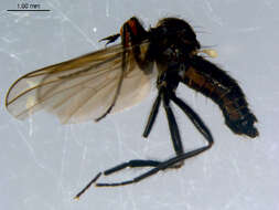 Image of Rhamphomyia fuscula Zetterstedt 1838