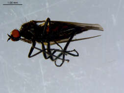 Image of Rhamphomyia fuscula Zetterstedt 1838