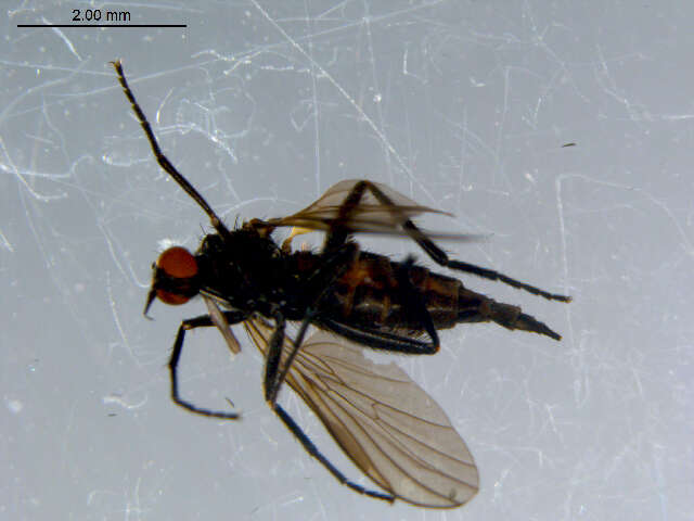 Image of Rhamphomyia fuscula Zetterstedt 1838