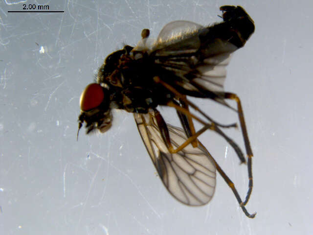 Image of <i>Ptiolina majuscula</i>