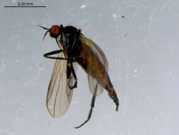 Image of Rhamphomyia diversipennis Becker 1900