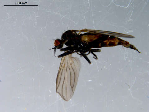 Image of Rhamphomyia diversipennis Becker 1900