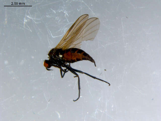 Image of Rhamphomyia fuscula Zetterstedt 1838