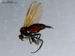 Image of Rhamphomyia fuscula Zetterstedt 1838