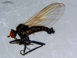 Image of Rhamphomyia diversipennis Becker 1900