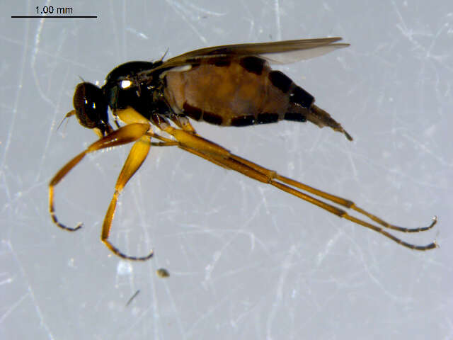 Image of Tachydromia maculipennis Walker 1849