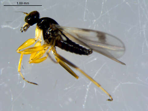 Image of Tachydromia bimaculata (Loew 1863)