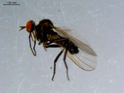 Image of Rhamphomyia phemius Walker 1849