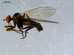 Image of Rhamphomyia phemius Walker 1849