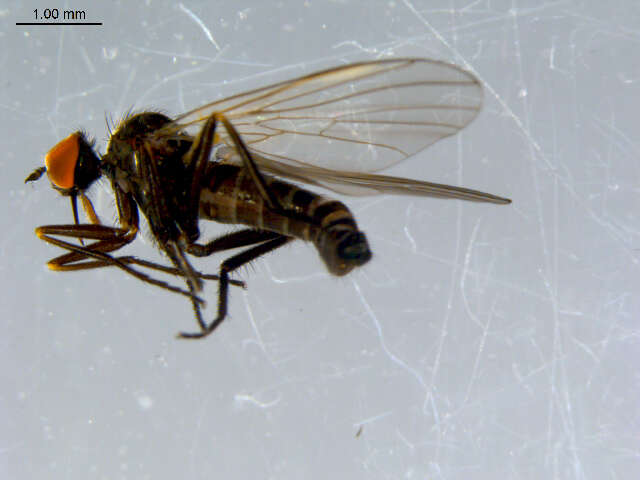 Image of Rhamphomyia phemius Walker 1849