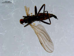 Image of Rhamphomyia diversipennis Becker 1900