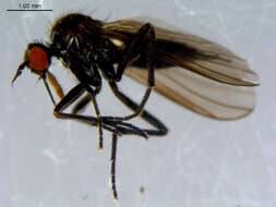 Image of Rhamphomyia fuscula Zetterstedt 1838