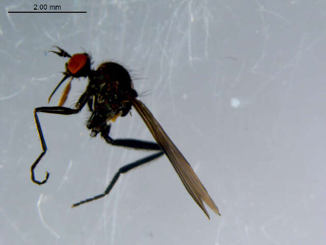 Image of Rhamphomyia fuscula Zetterstedt 1838