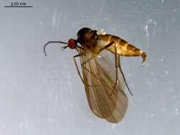 Image of Rhamphomyia tipularia Fallen 1816