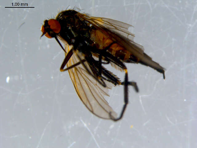 Image of Rhamphomyia phemius Walker 1849