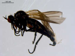 Image of Rhamphomyia diversipennis Becker 1900