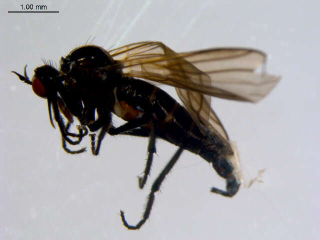 Image of Rhamphomyia diversipennis Becker 1900