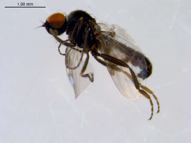 Image of Microsania