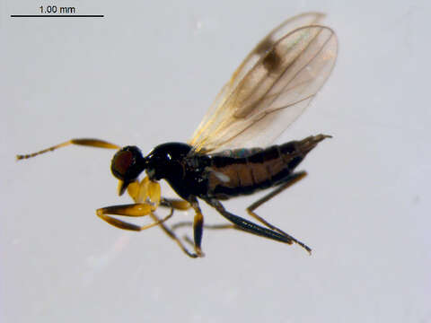 Image of Tachydromia bimaculata (Loew 1863)