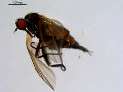 Image of Rhamphomyia phemius Walker 1849