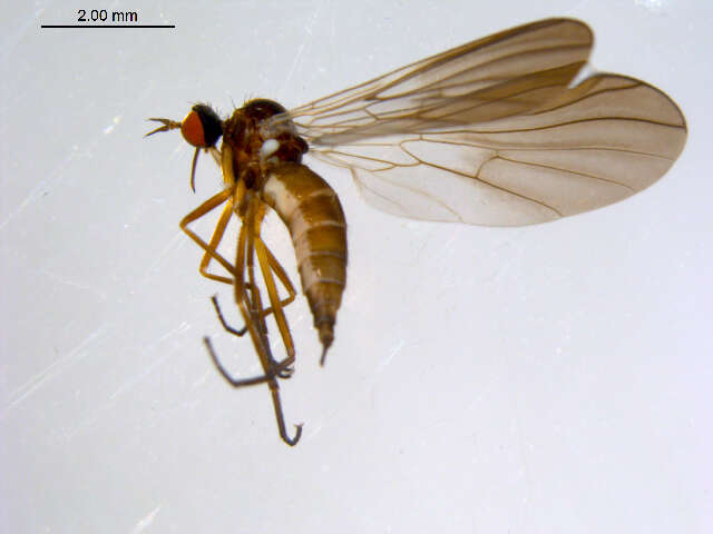 Image of Rhamphomyia tipularia Fallen 1816