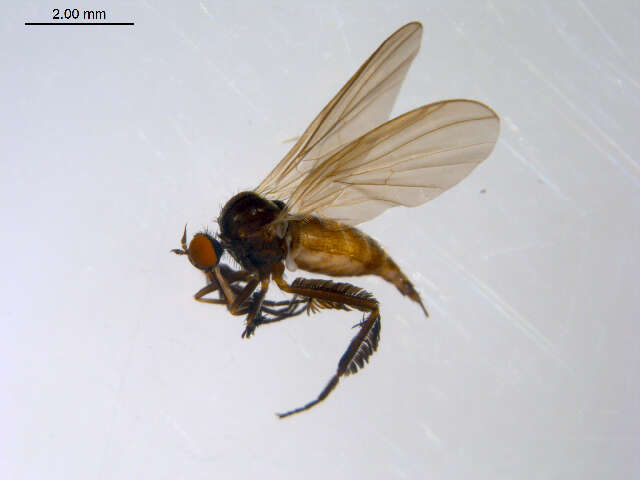 Image of Rhamphomyia valga Coquillett 1895