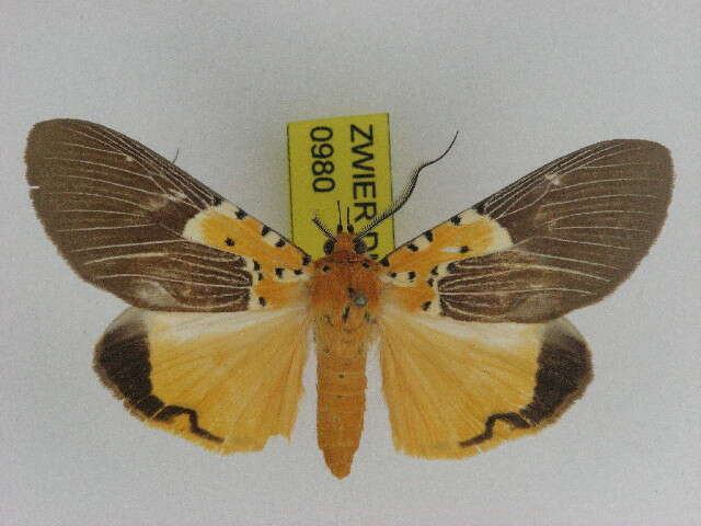 Image of Asota speciosa Drury 1773