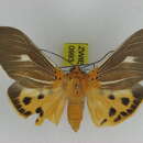 Image of <i>Asota plaginota strigivenata</i>