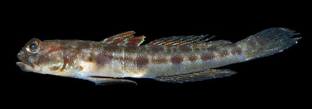 صورة Psilogobius