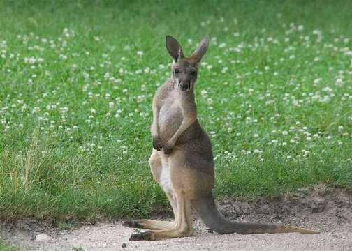 Image of kangaroos, possums, wallabies, and relatives