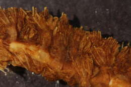 Image of Isidella tentaculum Etnoyer 2008