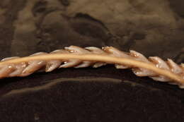 Image of sea pens