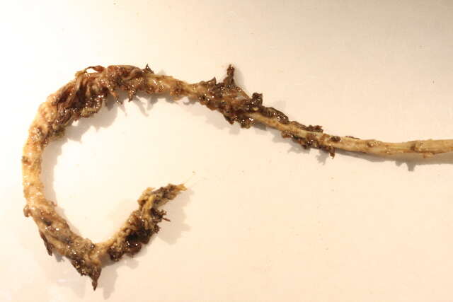 Image of full-flowered sea pen